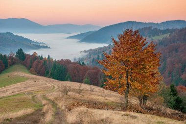 Karpat Dağları, Ukrayna 'daki manzaralı sonbahar manzarası. Renkli sonbahar yaprakları, sisli vadiler ve yuvarlanan tepeler şafakta büyüleyici bir manzara yaratır, doğanın güzelliğini gözler önüne serer.