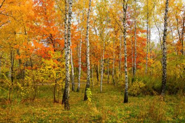 Sonbaharda bir huş ağacının manzarası. Ağaçlar altın, turuncu ve sarı yapraklar sergiliyor. Beyaz huş gövdeleri renkli yapraklara dayanır.