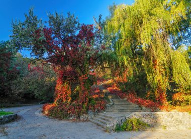 Kırmızı, sarı ve yeşil yapraklı ağaçlarla çevrili taştan bir merdivenle dolu canlı bir sonbahar sahnesi. Dolambaçlı bir yol ve mavi gökyüzü bu resimli park manzarasını tamamlıyor.