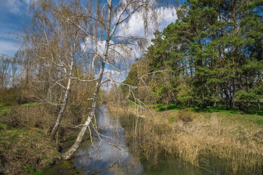 Berrak, mavi bir gökyüzünün altında yemyeşil ve çam ağaçlarıyla çevrili sakin bir nehrin üzerine eğilmiş bir huş ağacını barındıran huzurlu bahar manzarası.