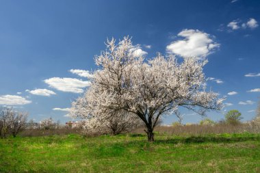 Baharda açan güzel erik ağacı beyaz çiçekler, yeşil çimen tarlası ve bulutlu mavi gökyüzü.