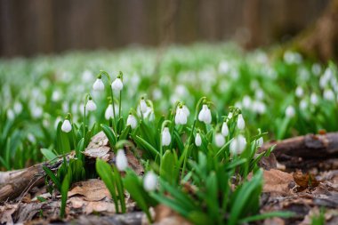 Ormanda açan güzel beyaz kar damlaları baharın gelişini ve doğanın yenilenmesini simgeliyor.