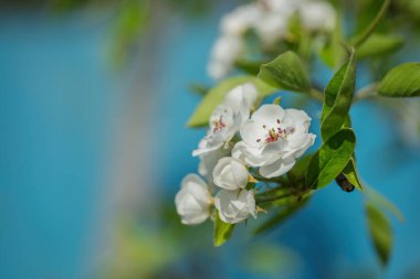 Güzel beyaz armut çiçekleri, açık mavi gökyüzüne karşı açarak baharın özünü yakalıyor.