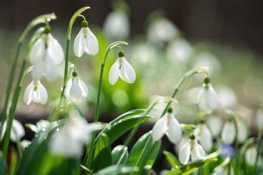 Güzel beyaz kar damlaları bahar güneşinin erken saatlerinde çiçek açıyor, umut ve yenilenmenin bir sembolü.