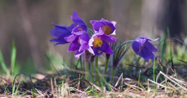 Güzel mor Pulsatilla bahar ormanlarında açan çiçeklerin patentini alır.