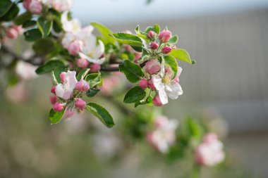 Narin pembe ve beyaz çiçekleri olan elma ağacı dalını kapatın. Baharın gelişini kutluyoruz.