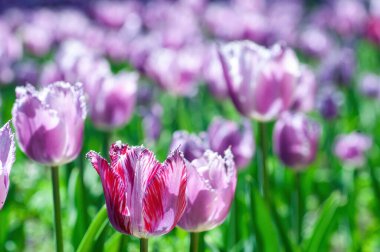 Mor ve kırmızı püsküllü laleler güneşli bir bahar gününde bir tarlada büyüyor.