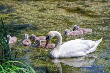 Güneşli bir günde yeşil bir gölde yüzen dilsiz kuğular ailesi