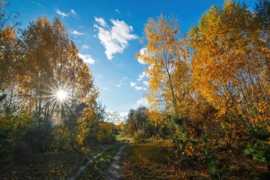 Sonbaharın özünü canlı sarı ağaçlarla yakalıyorum. Huzurlu bir köy yolunda uzanan, parlak mavi gökyüzünün altında güneşlenen tüylü beyaz bulutlarla süslenmiş.