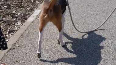 Tasmalı bir köpekle gezen çocuk. İp tutan küçük bir çocuk köpek evcil hayvanıyla dışarı çıkıyor. Hayvan ve insan arkadaşlığı kavramı
