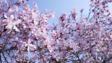 Bahar sezonu. Kapalı kiraz çiçekleri İlkbaharda körükle gelen pembe çiçekler