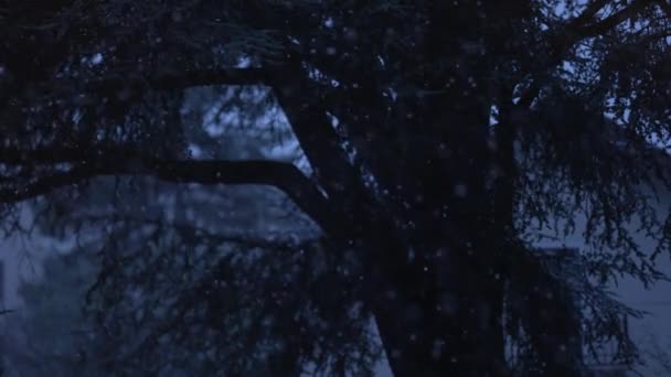 Падає Сніг Повільному Русі Деревом Фоні Снігопад Сніжний День Синій — стокове відео
