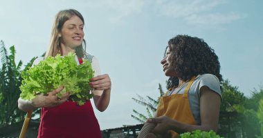 Yerel halk bahçesi çiftliğinde elinde organik marul tutan iki kadın gün ışığında. Dişi şehir çiftçileri gıda ekiminden bahsediyor. Büyüme ve sürdürülebilirlik kavramı