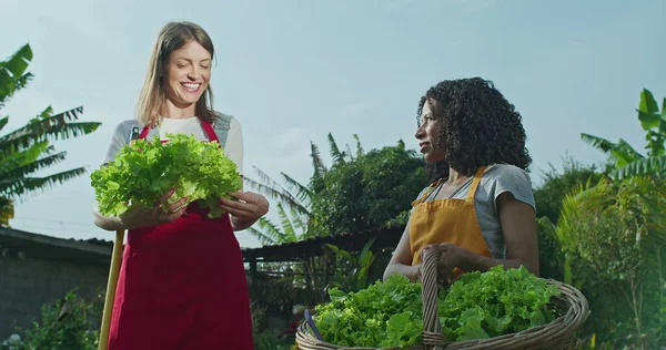 Two young diverse women wearing aprons standing in local farm holding green organic lettuce and basket outside in daylight. Portrait of local urban farmers at community farming