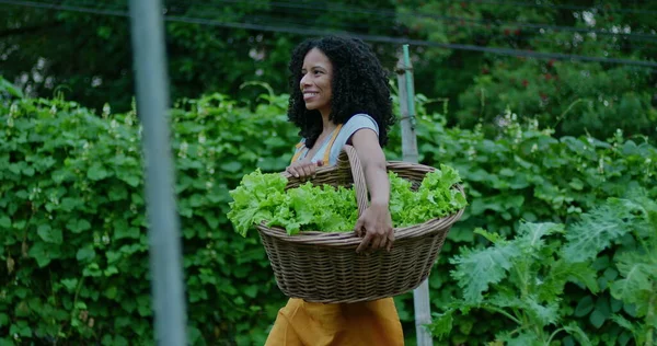 One black woman holding basket of lettuces walks outdoors in urban community farm. African American female person farming