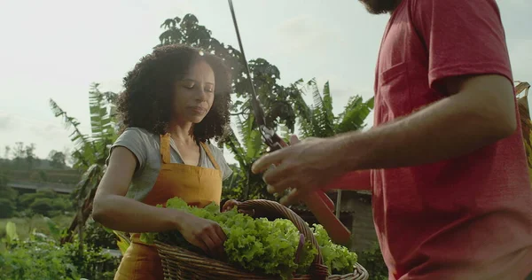 Two diverse urban farmers outside in communication. A black woman holding basket of organic lettuces outdoors in small local urban farm. African American female person growing food
