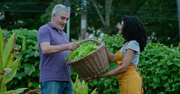 African American woman handing basket of organic lettuces to middle aged man at urban community farm. Two diverse urban farmers