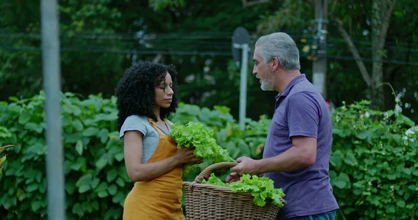 Two diverse community farmers smelling organic lettuces outside. A black woman and a middle aged man talking about food cultivation