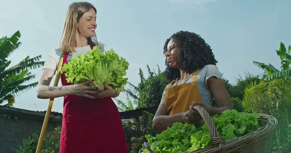 Two women standing at local community garden farm holding organic lettuce outdoors in sunlight. Female urban farmers speaking about food cultivation. Growth and sustainability concept