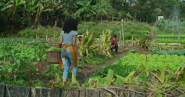 Group of people farming at small local urban farm agriculture. Friends owned community plantation growing food. Young woman holding a basket of organic lettuces picking vegetables