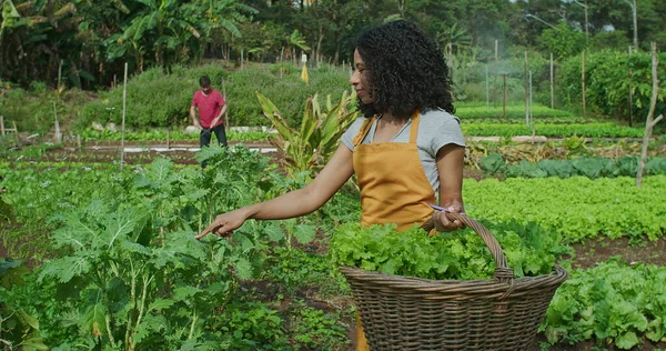 Group of people farming at small local urban farm agriculture. Friends owned community plantation growing food. Young woman holding a basket of organic lettuces picking vegetables