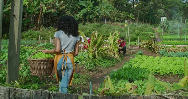 当地城市小农场农业的农民群体 朋友们拥有种植食物的社区种植园 拿着一篮子有机莴苣摘蔬菜的年轻妇女 — 图库照片
