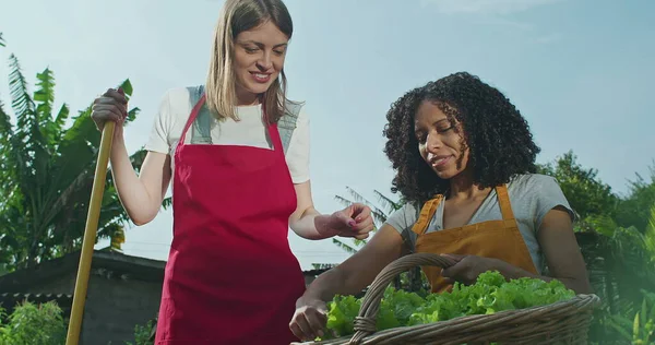 緑のレタスのバスケットを持っている2つの多様な女性都市の農家とコミュニティガーデンファームについて話しています エプロンを着用し 栽培食品について話す女性 — ストック写真