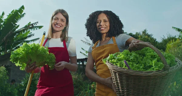 Retrato Duas Mulheres Diversas Segurando Alface Orgânica Verde Cesta Fazenda — Fotografia de Stock