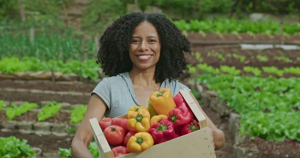 One happy black woman farmer holding basket of organic vegetables standing in local farm. Closeup face of an African American female agriculturist entrepreneur holds yellow and red peppers in hand