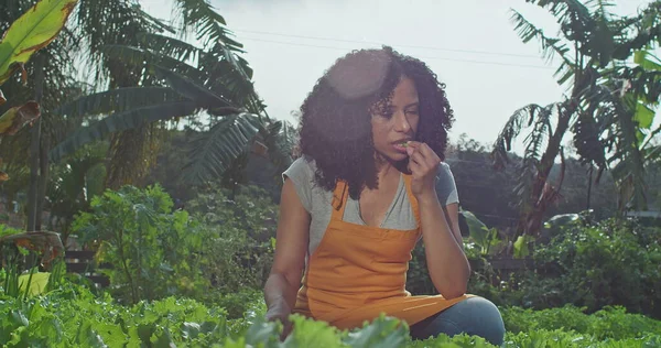 One black woman eating piece of lettuce at green organic farm. A Brazilian female urban farmer working at community garden tasting a piece of food