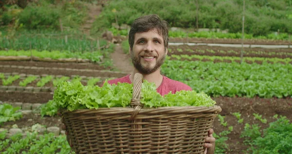 Portrait of a young man holding basket of organic lettuces standing in local farm smiling at camera. Food and sustainability concept