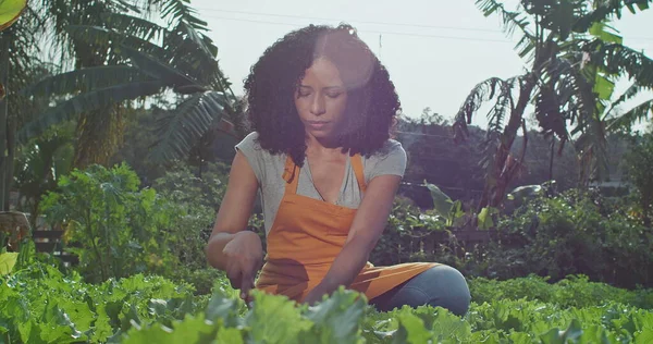 African American woman farming outside growing her own food at local community farm. A candid black female person working at urban farm wearing apron