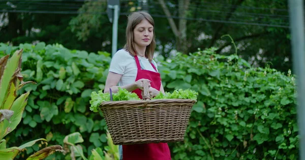 Female farmer wearing apron and holding basket of green organic lettuces walks forward outdoors in urban community farm