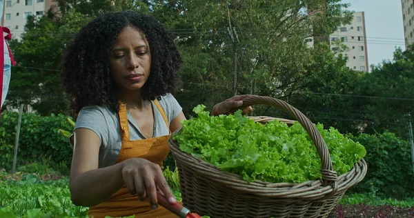 One black woman cultivating food at community farm. African American 40s female person holding basket with green lettuces and instrument growing natural organic food. Person farming