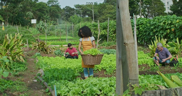 Sekelompok Orang Bertani Pertanian Kota Kecil Teman Memiliki Perkebunan Masyarakat — Stok Foto