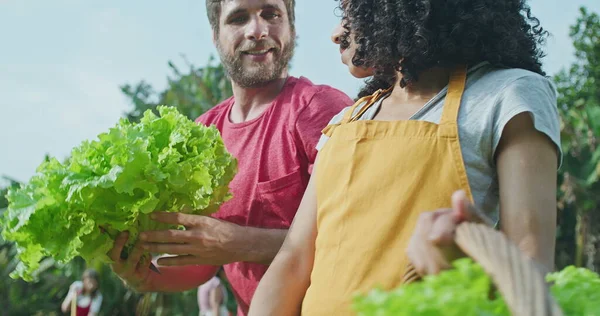 Diverse people growing cultivating food at local urban farm. Man picking organic lettuce and giving to female friend holding basket of green lettuces