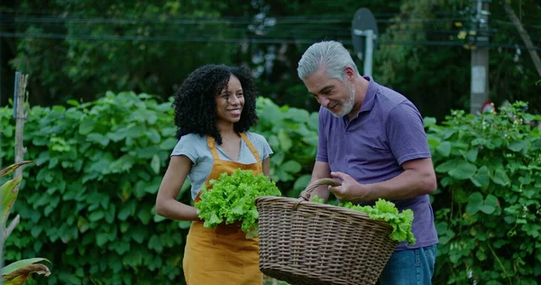 Two diverse community farmers smelling organic lettuces outside. A black woman and a middle aged man talking about food cultivation
