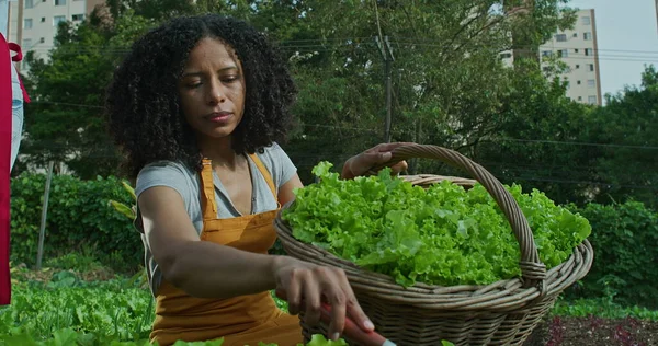 One black woman cultivating food at community farm. African American 40s female person holding basket with green lettuces and instrument growing natural organic food. Person farming