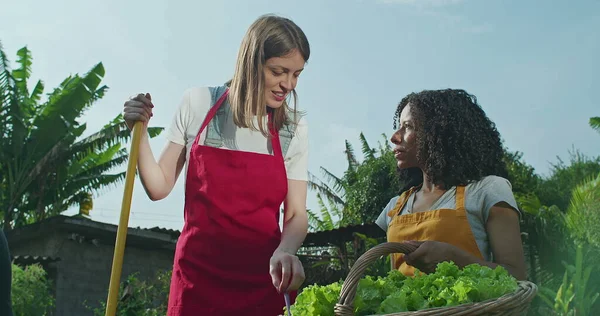 Two diverse female urban farmers holding basket of green lettuce and talking about community garden farm. Women wearing aprons and speaking about cultivated food