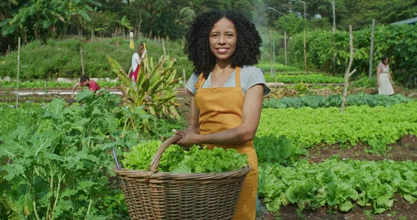Portrait of an African American woman holding basket of organic lettuces standing in community farm looking at camera. Group of people in background working in community garden growing food