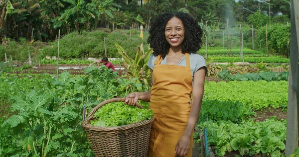 Portrait of an African American woman holding basket of organic lettuces standing in community farm looking at camera. Group of people in background working in community garden growing food
