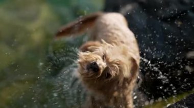 Köpek küvetten sonra suyu çok yavaş bir şekilde sallıyor. Gölde yüzdükten sonra kendini kurutuyor.