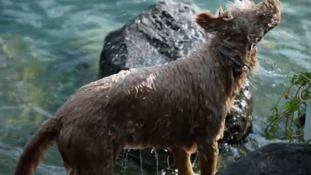 湿狗儿站在湖边晒干身子 洗完澡后 宠物会抖掉水 — 图库视频影像
