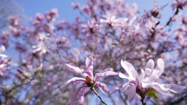 Цветение Сакуры Время Весеннего Сезона Розовых Цветов — стоковое видео