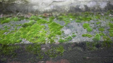 Moss on rock close up surface in street