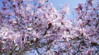 Bahar sezonu. Kapalı kiraz çiçekleri İlkbaharda körükle gelen pembe çiçekler