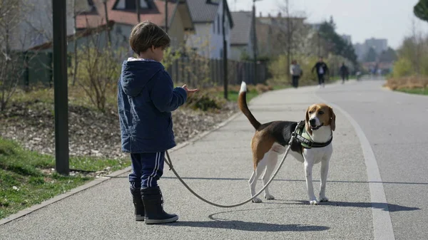 Child walking with dog on leash. Small boy holding cord walks outdoors with canine pet. Animal and human friendship concept