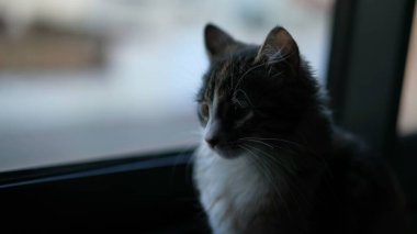 Little kitten cat portrait standing by window