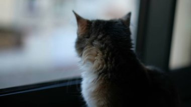 Little kitten cat portrait standing by window