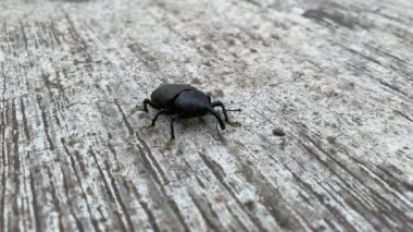 Closeup insect outside moving. Outdoor wild nature bug